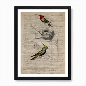 Humming Bird Dictionnaire Universel Dhistoire Naturelle  Art Print