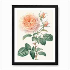 English Roses Painting Rose With Leaves 4 Art Print