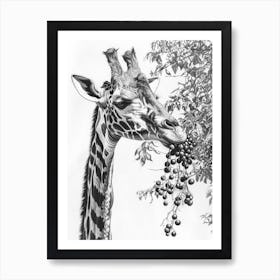 Giraffe Eating Berries Pencil Drawing 3 Art Print