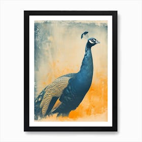 Orange & Blue Peacock Looking Into The Distance Art Print