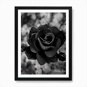 Black Rose Art Print