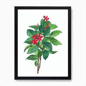 Ixoras (Ixora Coccinea) Watercolor Art Print