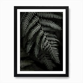 Dark Forests Fern Art Print