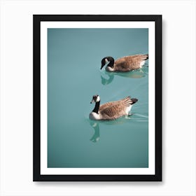 Geese In Blue Water Art Print