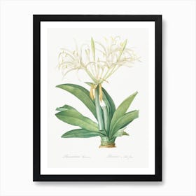 Pancratium Speciosum Illustration From Les Liliacées, Pierre Joseph Redouté Art Print