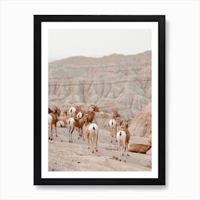 Desert Sheep Scenery Art Print