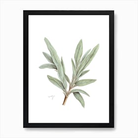 Sage Herb Sprig - Botanical Wall Print Set | Floral Collection 1 Art Print