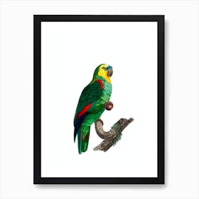 Vintage Turquoise Fronted Amazon Parrot Bird Illustration on Pure White Art Print