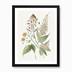 Boneset Spices And Herbs Pencil Illustration 2 Art Print