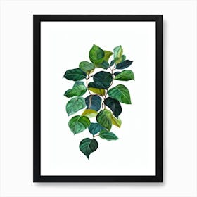 Rubber Plant (Ficus Elastica) Watercolor Art Print