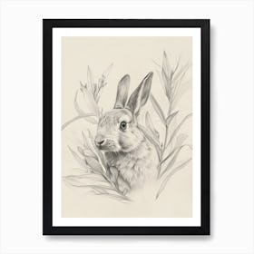 Argente Rabbit Drawing 4 Art Print