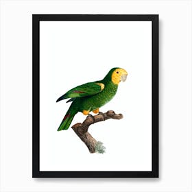 Vintage Yellow Shouldered Parrot Illustration on Pure White n.0007 Art Print
