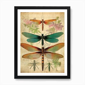Dragonfly Vintage Species 5 Art Print