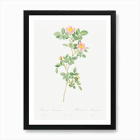 Montezuma Rose, Pierre Joseph Redoute Art Print