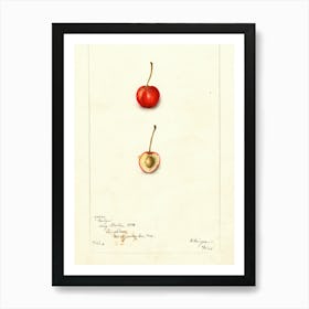 Two Cherries Art Print