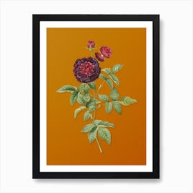 Vintage One Hundred Leaved Rose Botanical on Sunset Orange n.0223 Art Print