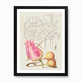 Imaginary Insect, Tulip, Spider, And Common Pear From Mira Calligraphiae Monumenta, Joris Hoefnagel Art Print