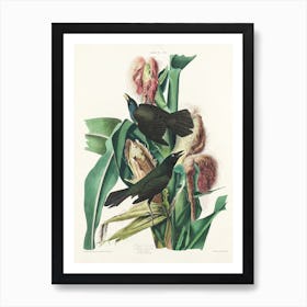 Purple Grakle Or Common Crow, Birds Of America, John James Audubon Art Print