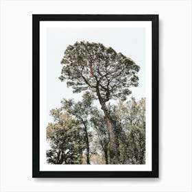 Pine Tree In The Forest In Calabria In Italy Art Print