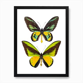 Two Green And Yellow Butterflies Art Print