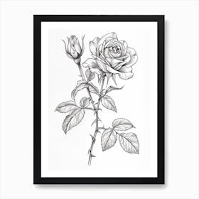 Roses Sketch 32 Art Print