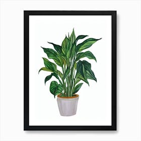 Peace Lily Or Spatheflower (Spathiphyllum) Watercolor Art Print