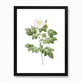 Vintage Leschenault's Rose Botanical Illustration on Pure White n.0468 Art Print