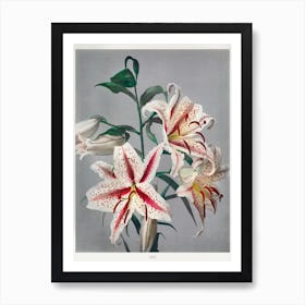 Lily, Hand Colored Collotype From Some Japanese Flowers (1869), Kazumasa Ogawa Art Print