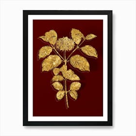 Vintage Common Dogwood Botanical in Gold on Red n.0604 Art Print