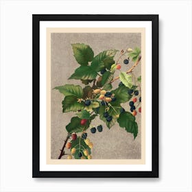 Blackberries,  Prang & Co Art Print