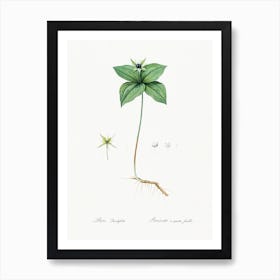 Herb Paris Illustration From Les Liliacées (1805), Pierre Joseph Redoute Art Print