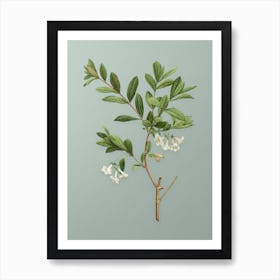 Vintage White Honeysuckle Plant Botanical Art on Mint Green n.0540 Art Print