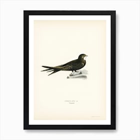 The Common Swift, The Von Wright Brothers Art Print