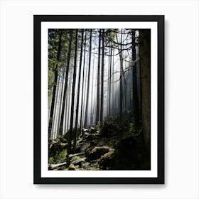 Light Shining Through The Trees Art Print