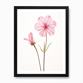 Pressed Wildflower Botanical Art Wild Pink Silene 2 Art Print