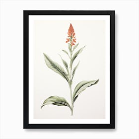 Ginger Vintage Botanical Herbs 3 Art Print