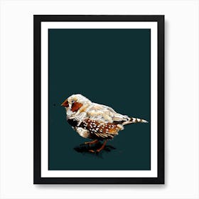 The Zebrafinch On Deep Cyan Art Print