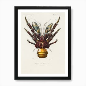 Coconut Crab (Birgus Latroi), Charles Dessalines D'Orbigny Art Print