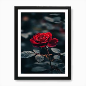 Dark Rose 18 Art Print