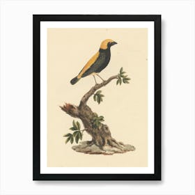 Yellow Crowned Bishop, Luigi Balugani Art Print