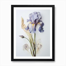 Pressed Wildflower Botanical Art Iris 1 Art Print