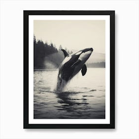 Orca Whale Dramatically Diving Out Of Water Black & White Art Print