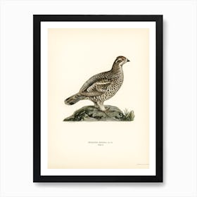 Hazel Grouse, The Von Wright Brothers Art Print