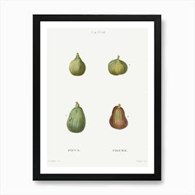 Figs, Pierre Joseph Redoute (2) Art Print