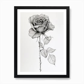 English Rose Black And White Line Drawing 17 Art Print