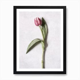 Pink Tulip Flower Art Print