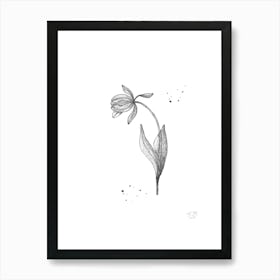 Tulip Black And White Botanical 1  Art Print