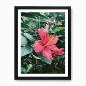 Hibiscus Bloom Art Print