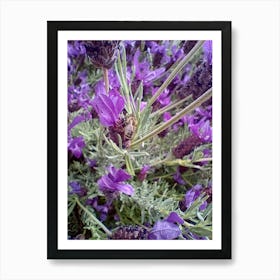 Honeybee on a purple flower  Art Print