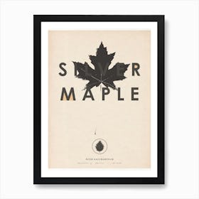 Silver Maple Art Print